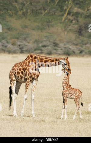 Rothschild giraffe touching the head of its baby Stock Photo