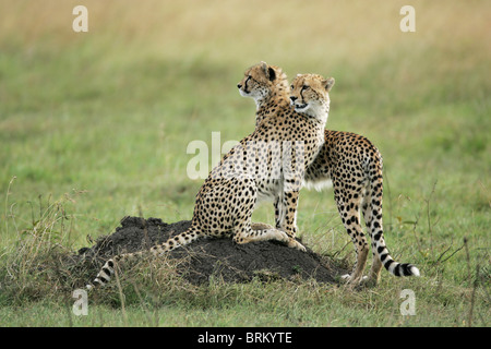 Pair of cheetah on a mound on the lookout for prey Stock Photo