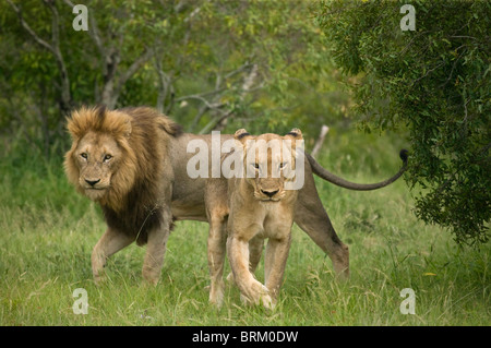 A mating pair of lions walking in dense bushveld Stock Photo