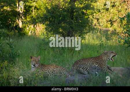 Two leopards resting on a log in lush, green bushveld Stock Photo