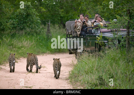 Tourists photographing a leopard and her two cubs as they approach a game drive vehicle Stock Photo