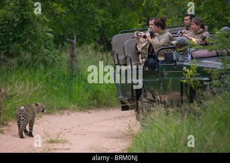 Tourists photographing young leopards   as they approach a game drive vehicle Stock Photo