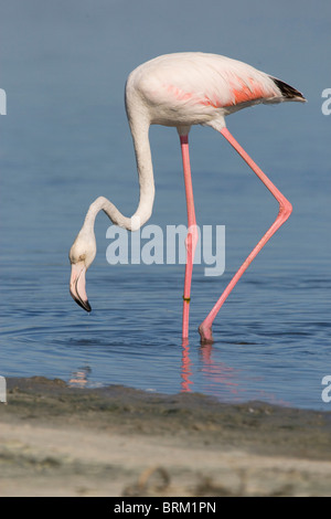 Greater Flamingo lowering its head towards water with one leg bent Stock Photo