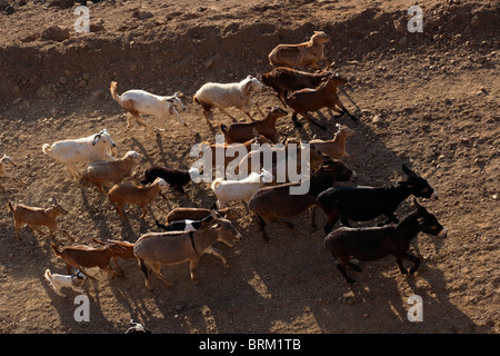 Aerial view of a herd of goats and donkeys walking on a road Stock Photo