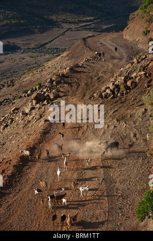 Scenic view of animals walking down a mountain pass road in Lalibela Stock Photo