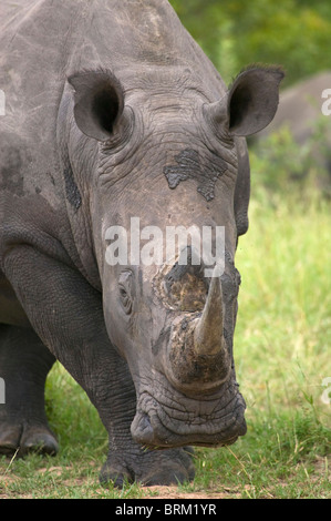 A portrait of a Rhino grazing