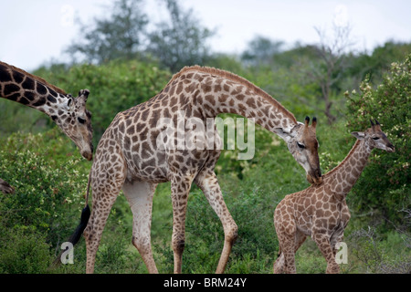 A family of giraffe walking in dense bushveld Stock Photo