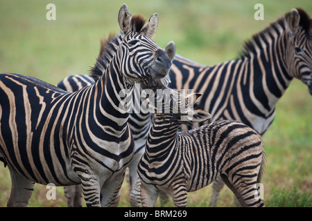 A baby zebra nipping at its mother cheek to get attention Stock Photo