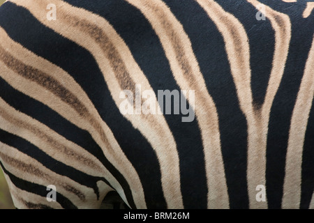 Close up of the skin of a zebra Stock Photo