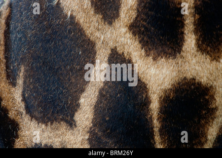 Close up the skin of a giraffe Stock Photo