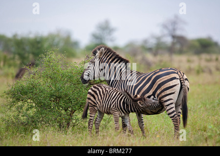 Baby zebra drinking from its mother Stock Photo