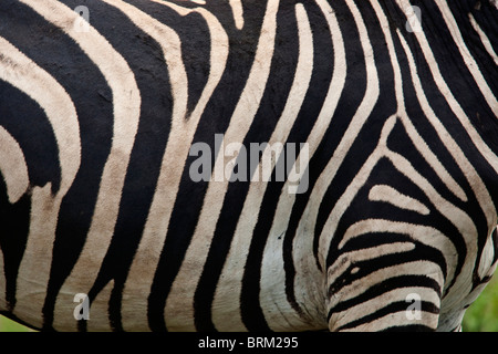 Close up of a zebra flank Stock Photo