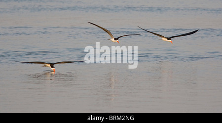 African skimmer skimming with two other birds following in low flight over the water Stock Photo