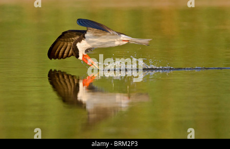 African skimmer skimming while flying low over the water Stock Photo