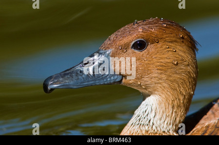 Fulvous duck portrait Stock Photo