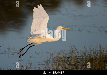 Great egret in flight Stock Photo