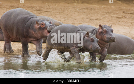 Hippopotamus juveniles running into water Stock Photo