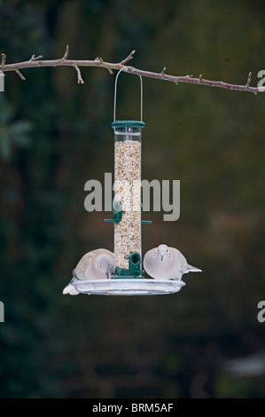 Collared Dove at garden feeder Norfolk winter Stock Photo