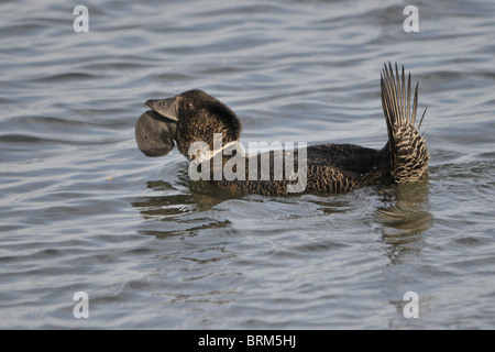 male musk duck displaying Stock Photo