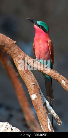 Southern carmine bee-eater Stock Photo