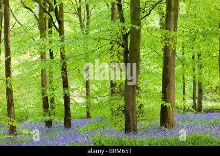 Common Bluebells (Hyacinthoides non-scripta) flowering in a beech wood, West Woods, Lockeridge, Wiltshire, England. Stock Photo
