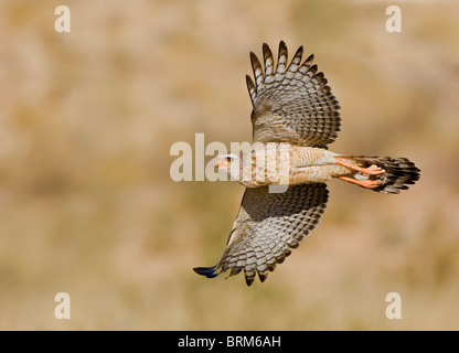 Southern pale chanting goshawk in flight Stock Photo