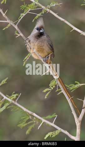 Speckled mousebird perched in thorn tree Stock Photo