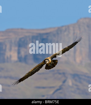 Bearded vulture in flight Stock Photo