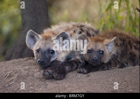 Spotted hyena pups lying side by side Stock Photo