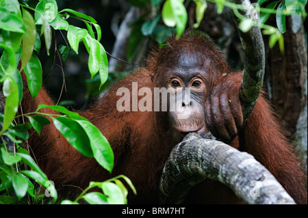 Portrait of a little Orangutan Stock Photo