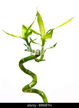 Portrait of a Lucky Bamboo stem against a plain white background Stock Photo