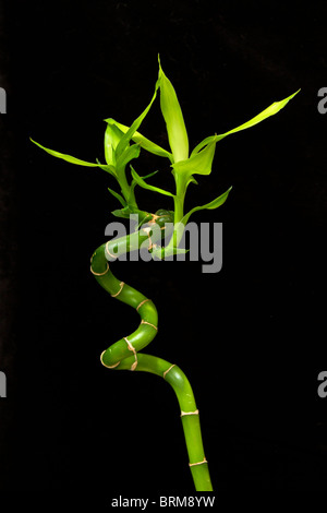 Portrait of a Lucky Bamboo stem against a plain black background Stock Photo