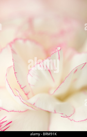 Close up of the petals of creamy white Dianthus flowers with pink streaks towards the edges Stock Photo