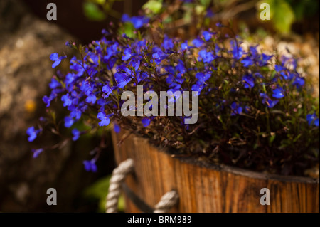 Lobelia Bush Dark Blue ‘Crystal Palace’ growing in a wooden barrel container Stock Photo