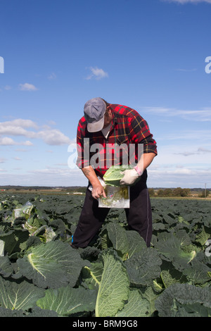 Picked Grown Vegetables on Farms in the fertile area of Tarleton & Burscough, near Southport, and Preston, UK Stock Photo