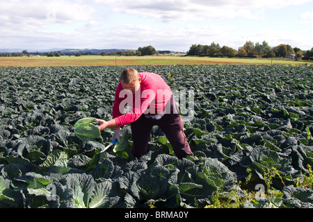 EU Migrant worker cutting, picking, cauliflower picked Grown Vegetables on Farms in the fertile area of Tarleton & Burscough, near Southport, UK Stock Photo