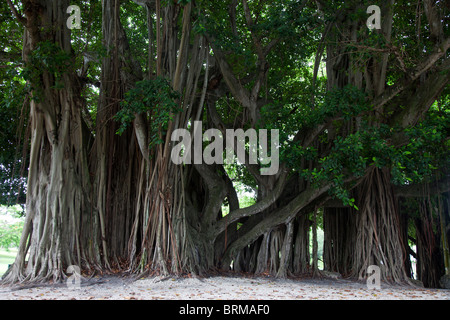 Usa. Florida. Miami.  tropical banyan tree (ficus benghalensis) Stock Photo