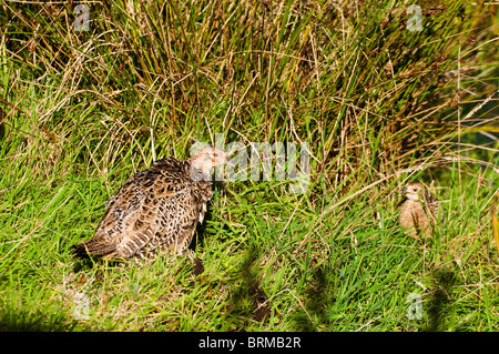 Female Pheasant, Phasianus colchicus, in Cornwall, United Kingdom Stock Photo