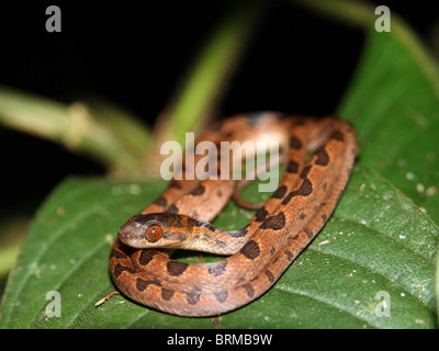 The Northern Cat-eye Snake (Leptodeira septentrionalis) waiting to ambush prey in Costa Rica