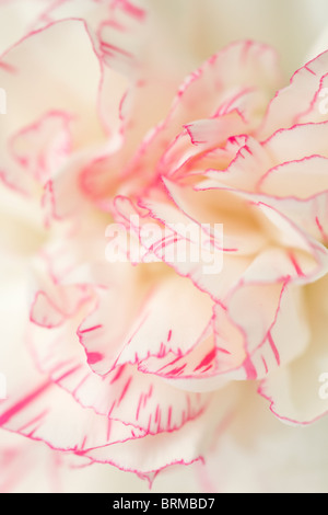 Close up of the petals of creamy white Dianthus flowers with pink streaks towards the edges Stock Photo