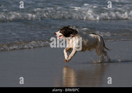 A Springer Spaniel running along Sennen Beach in Cornwall. Stock Photo