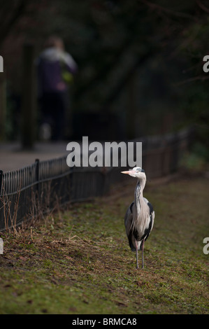 Grey Heron Ardea cinerea Regents Park Central London winter Stock Photo