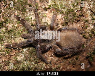 Psalmopoeus reduncus hi-res stock photography and images - Alamy