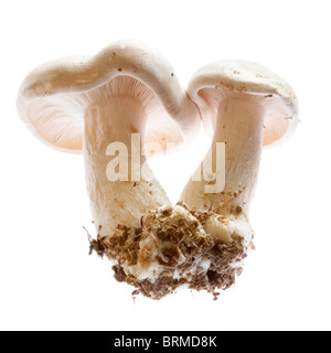 Poisonous fungi (Entoloma sinuatum) found in Dorset, England, UK October 2008 Stock Photo