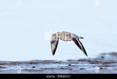 Grey Plover Pluvialis squatarola Norfolk winter Stock Photo