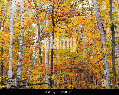 Fall nature scenery of birch trees with colorful yellow leaves in a forest. Arrowhead Provincial Park, Ontario, Canada. Stock Photo