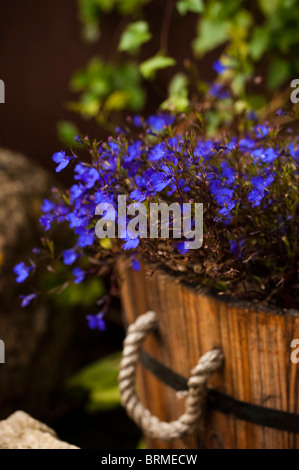 Lobelia Bush Dark Blue ‘Crystal Palace’ growing in a wooden barrel container Stock Photo