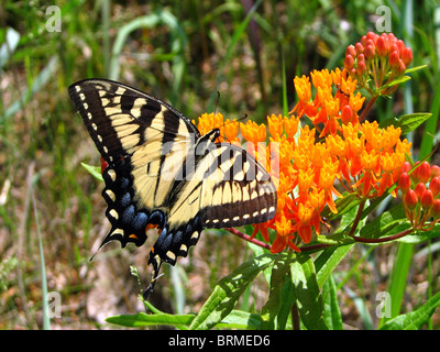 The Eastern Tiger Swallowtail Butterfly (Papilio glaucas) drinking nectar in Ontario, Canada Stock Photo