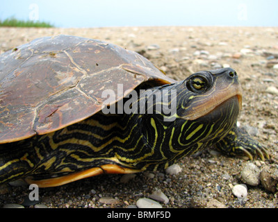 Northern Map Turtle Close-up Stock Photo