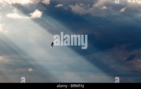 Sun shining through dark clouds and bird flying in sunbeam , Finland Stock Photo